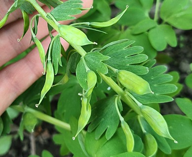 Corydalis solida