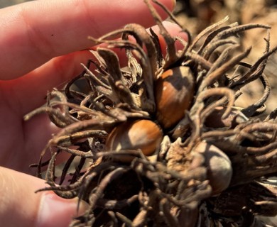 Corylus colurna