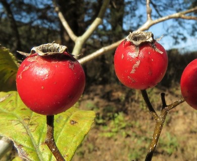 Crataegus calpodendron