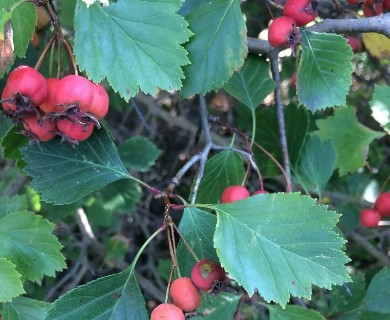 Crataegus chrysocarpa