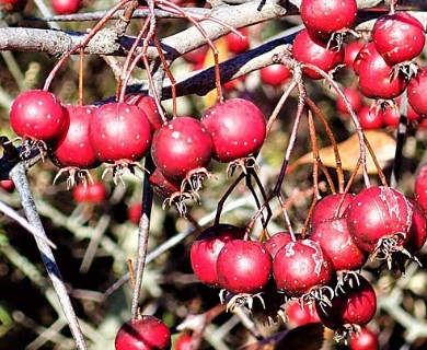 Crataegus crus-galli