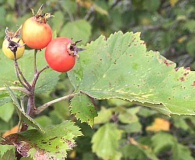 Crataegus mollis