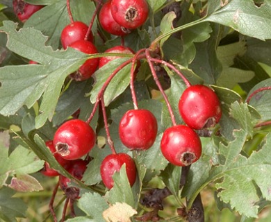 Crataegus monogyna