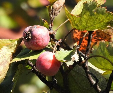 Crataegus pruinosa