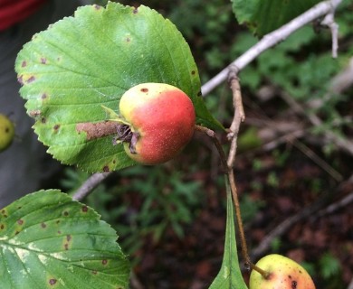 Crataegus punctata