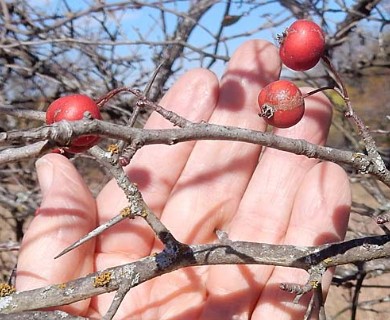 Crataegus viridis