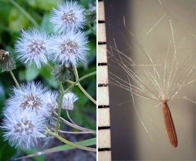 Crepis capillaris