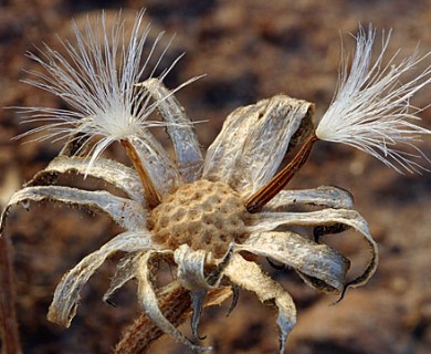 Crepis modocensis