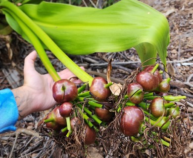 Crinum asiaticum