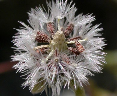 Crocidium multicaule