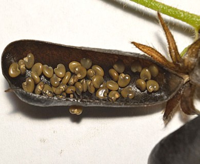 Crotalaria sagittalis