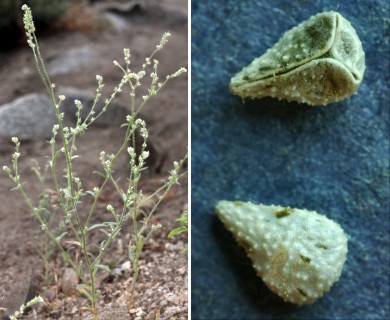 Cryptantha muricata