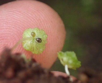 Cryptomitrium tenerum