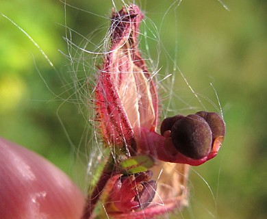 Cuphea viscosissima