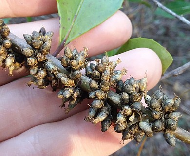 Cuscuta compacta