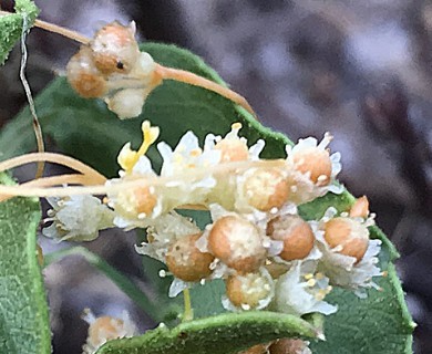 Cuscuta indecora