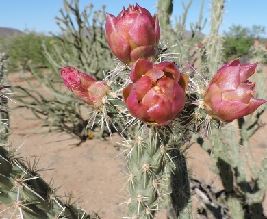 Cylindropuntia acanthocarpa