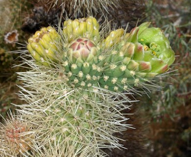 Cylindropuntia bigelovii