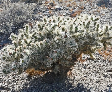 Cylindropuntia echinocarpa