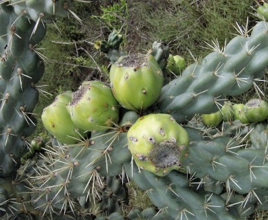 Cylindropuntia imbricata