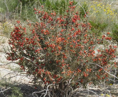 Cylindropuntia leptocaulis