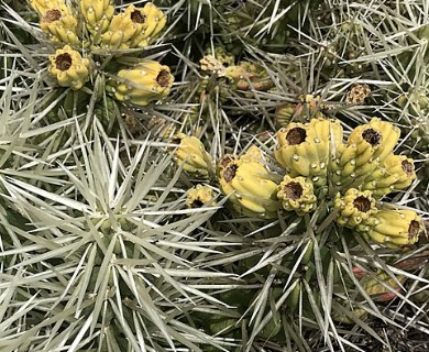 Cylindropuntia tunicata