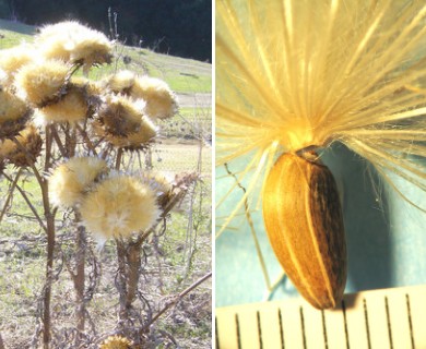 Cynara cardunculus