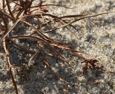 Cyperus grayi