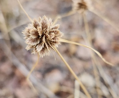 Cyperus seslerioides