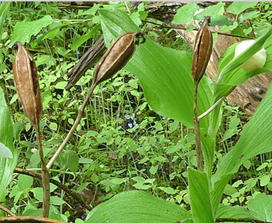 Cypripedium reginae