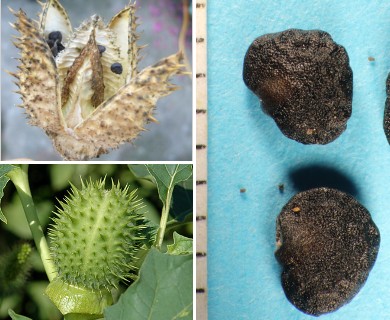 Datura stramonium