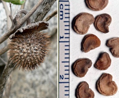 Datura wrightii