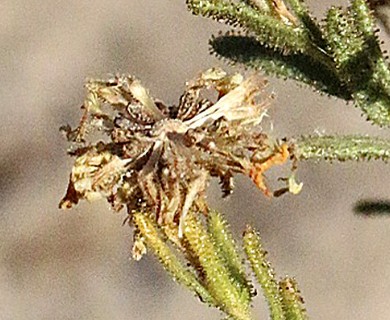 Deinandra floribunda