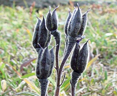 Delphinium brachycentrum