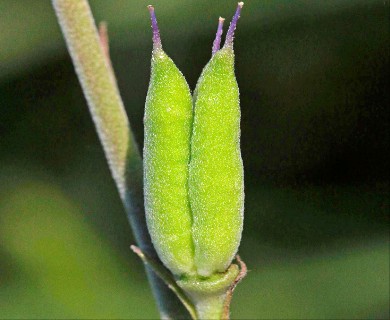 Delphinium carolinianum