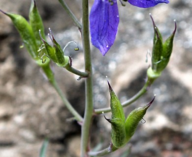 Delphinium nuttallianum