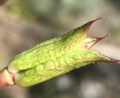 Delphinium purpusii