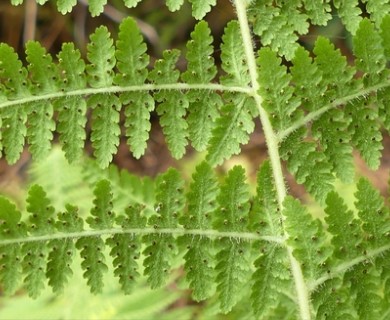 Dennstaedtia punctilobula