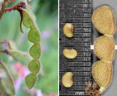 Desmodium canadense