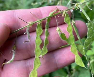 Desmodium canescens