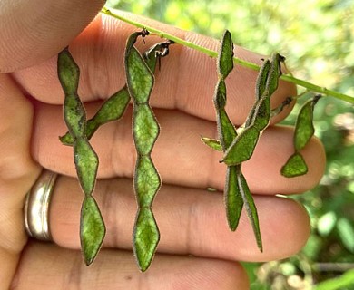 Desmodium cuspidatum