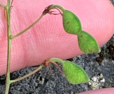 Desmodium rotundifolium