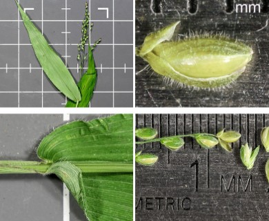 Dichanthelium latifolium