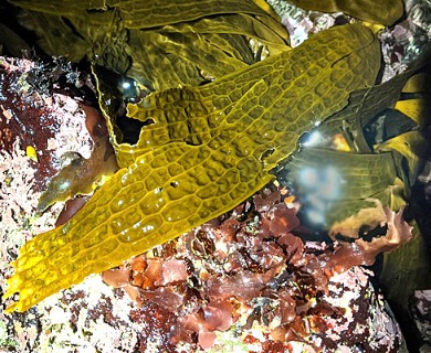 Dictyoneurum californicum