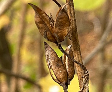 Digitalis grandiflora