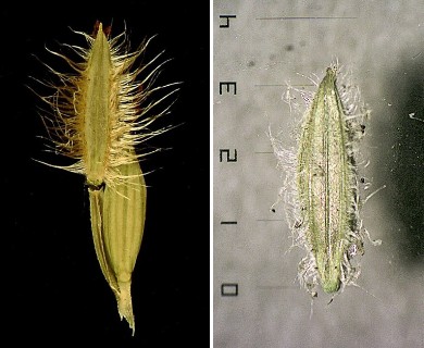 Digitaria bicornis