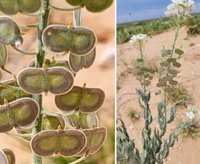 Dimorphocarpa candicans