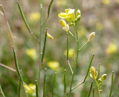 Diplotaxis tenuifolia