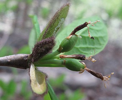 Dirca palustris