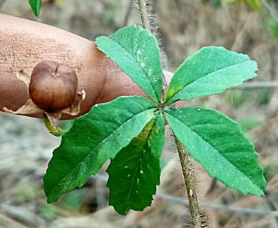 Distimake quinquefolius